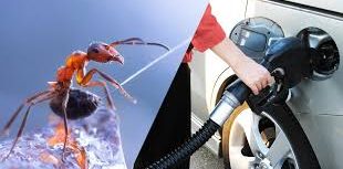 Les Fourmis, Notre Futur Carburant ?